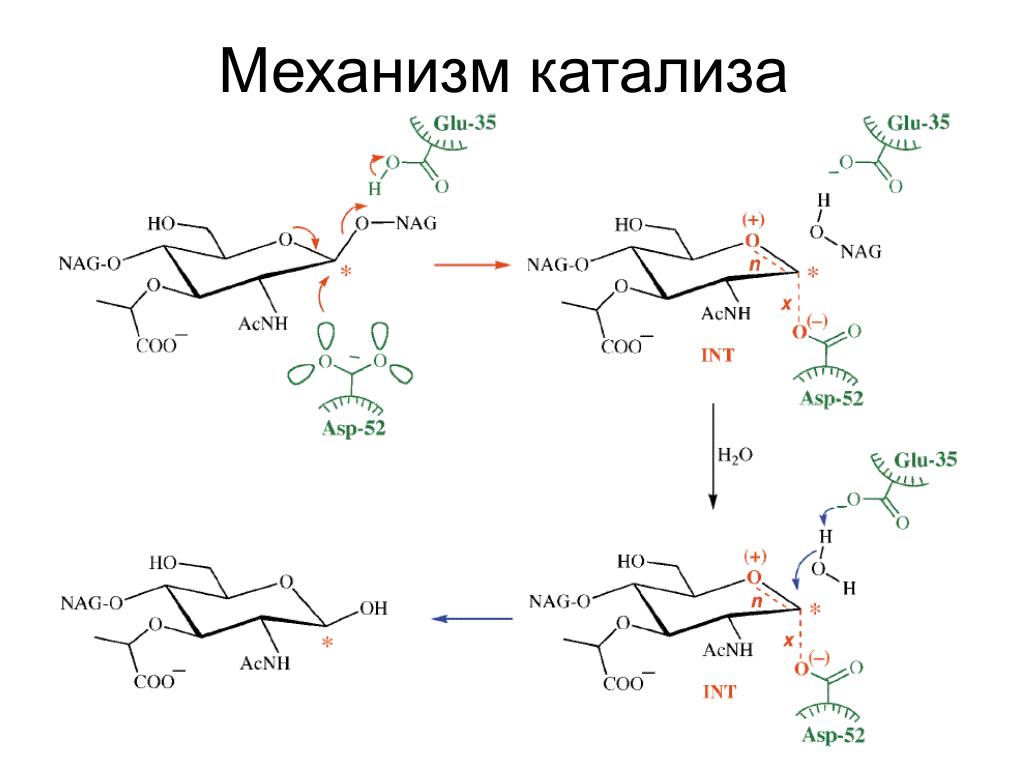 Лизоцим механизм действия. Механизм межфазного катализа. Лизоцим биохимия. Механизм катализа лизоцима. Катализ это биохимия.