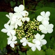 viburnum opulus