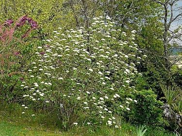 Cespuglio di viburnum lantana