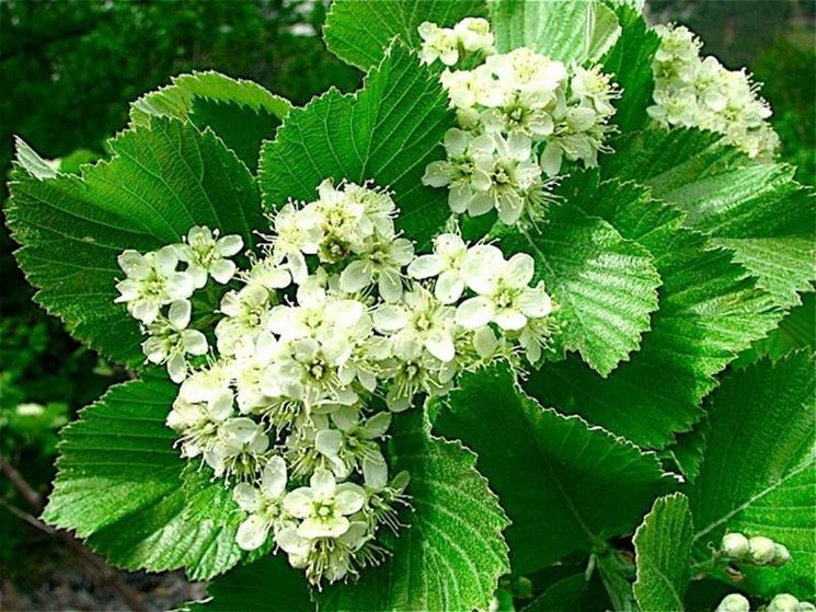 Fiori di viburnum lantana