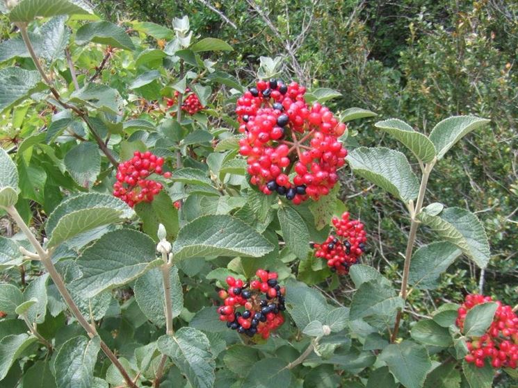 Frutti di viburnum