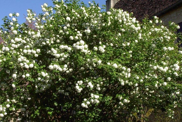 Viburnum lantana in giardino