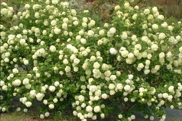 Cespuglio di viburnum opulus