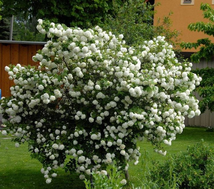 Viburnum opulus roseum