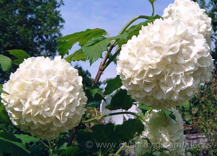 Fiori di viburnum