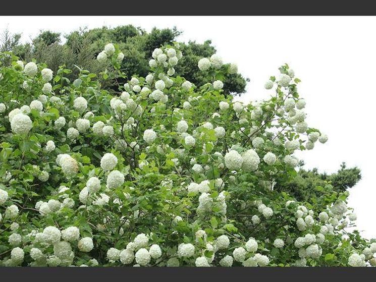 Viburnum opulus roseum