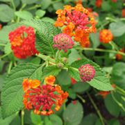 Lantana